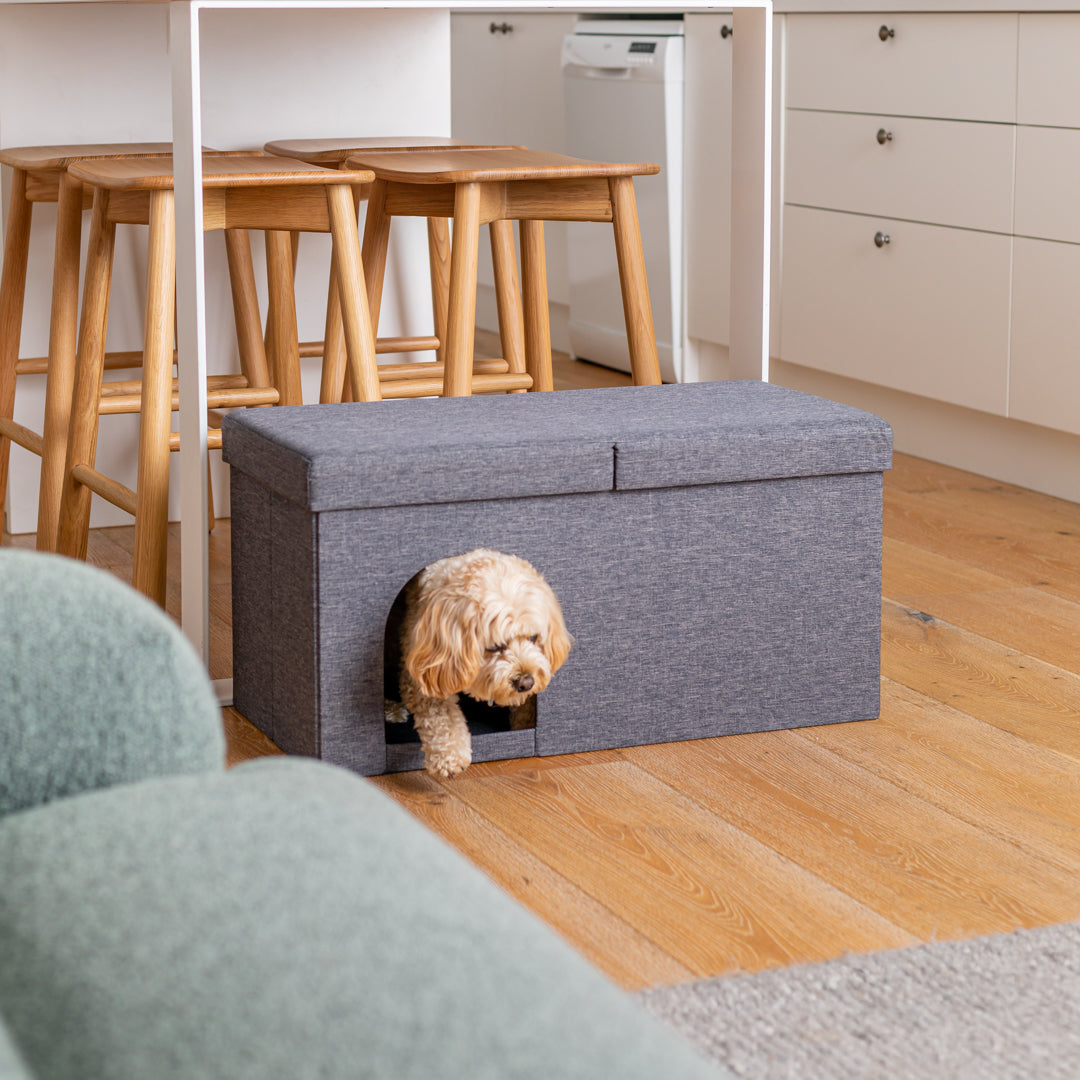 dog in ottoman